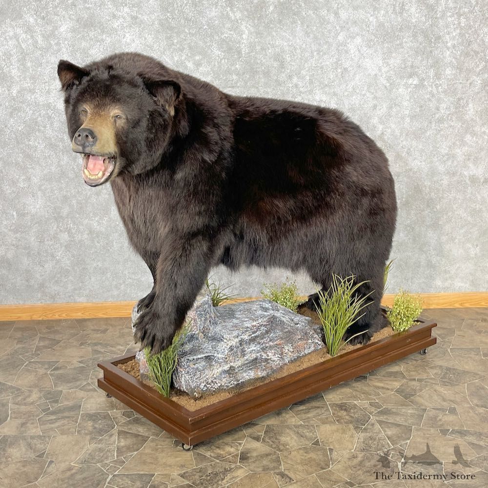 Black Bear Life-Size Mount For Sale #26743 @ The Taxidermy Store