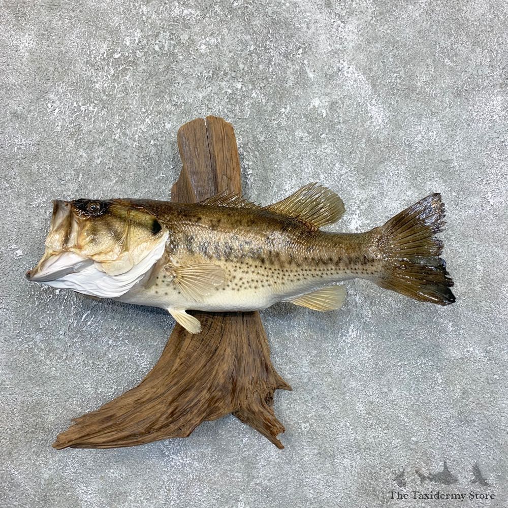 Largemouth Bass Fish Mount For Sale #23845 @ The Taxidermy Store
