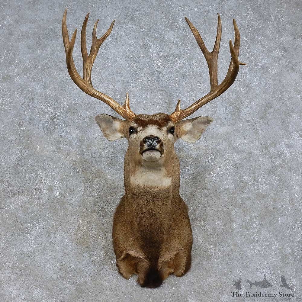Mule Deer Shoulder Mount For Sale #15719 @ The Taxidermy Store
