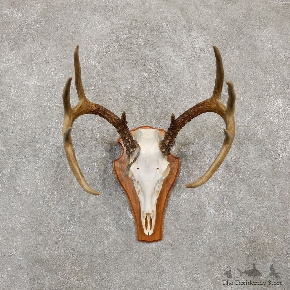 Whitetail Deer Skull European Mount For Sale #20158 @ The Taxidermy Store