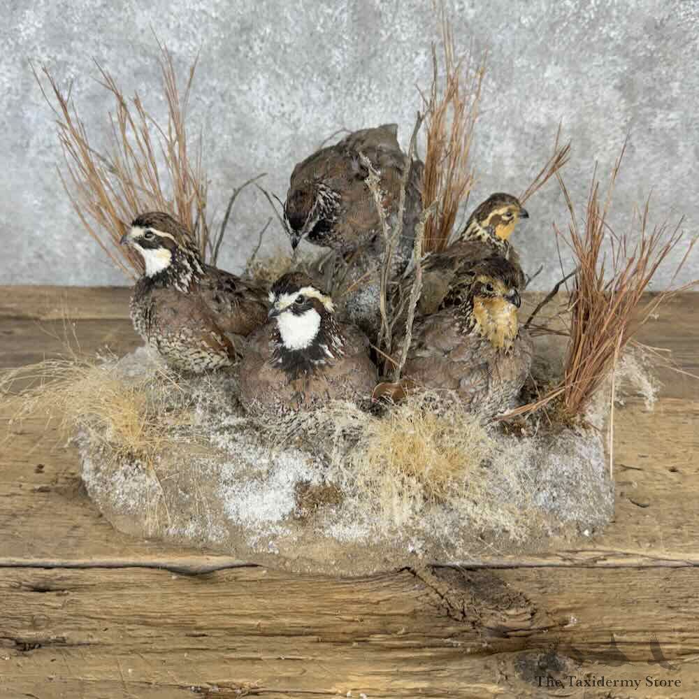 Bobwhite Quail Covey Scene Mount For Sale #30409 @ The Taxidermy Store