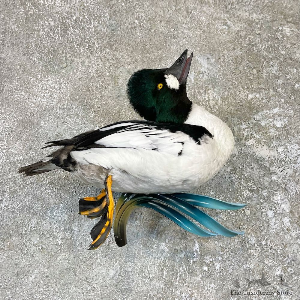 Common Goldeneye Taxidermy Mount For Sale #26504 @The Taxidermy Store