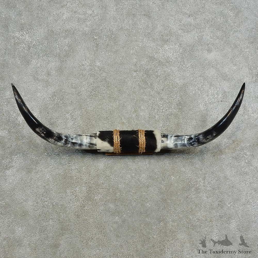 Longhorn Steer Horn Plaque For Sale #16775 @ The Taxidermy Store