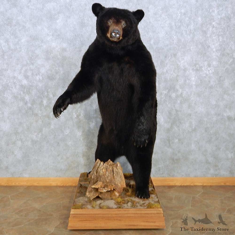 Standing Black Bear Mount For Sale #15116 @ The Taxidermy Store