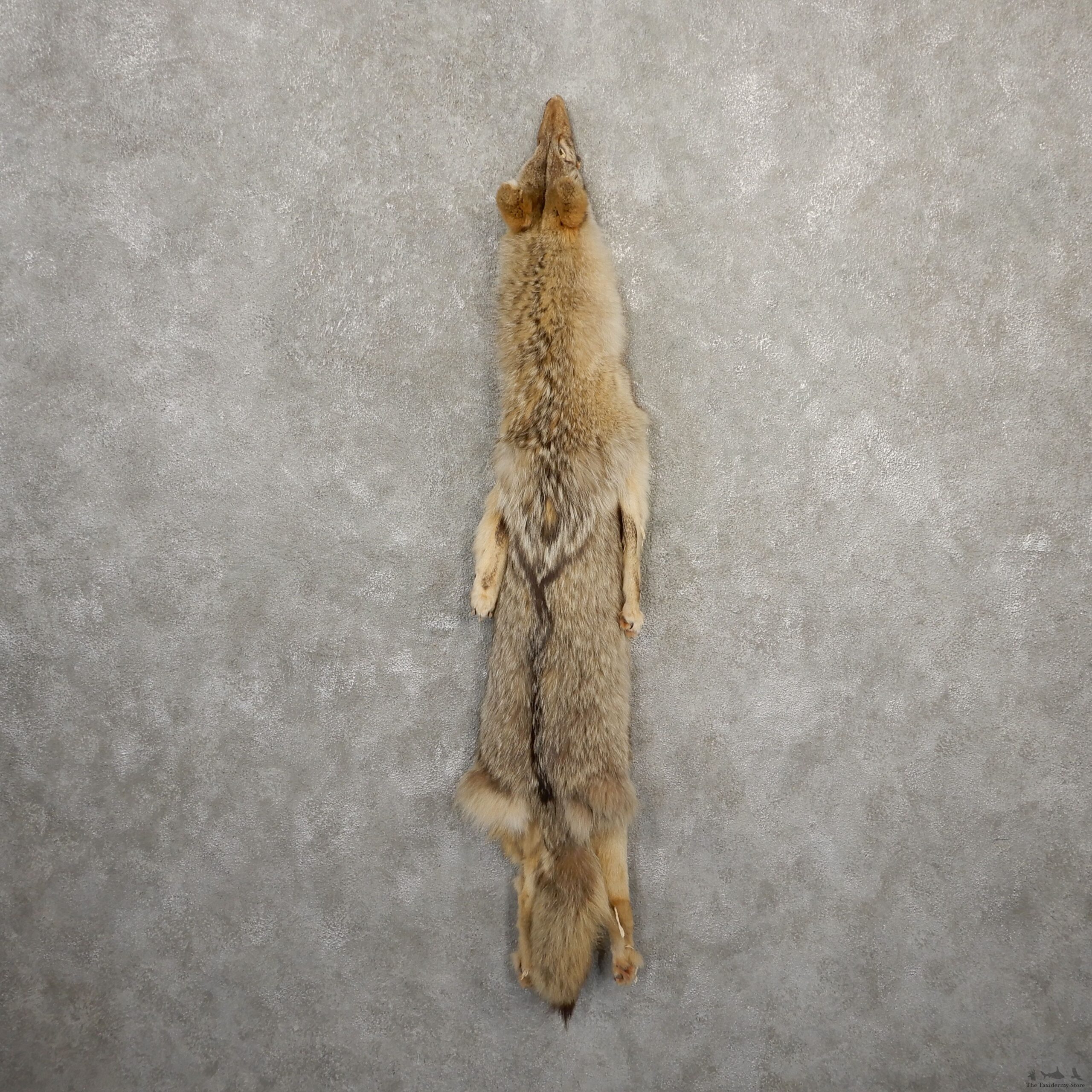 Coyote Tanned Hide For Sale #20671 @ The Taxidermy Store
