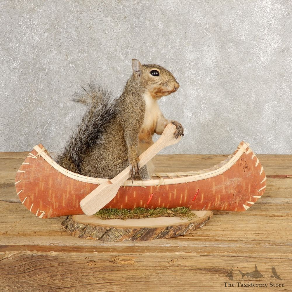 Canoe Grey Squirrel Novelty Mount For Sale #21018 @ The Taxidermy Store