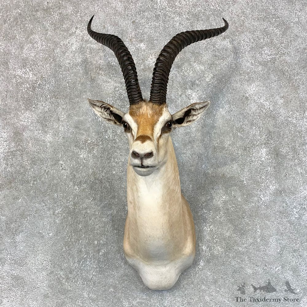 Robert's Gazelle Taxidermy Shoulder Mount #23447 For Sale @ The Taxidermy Store