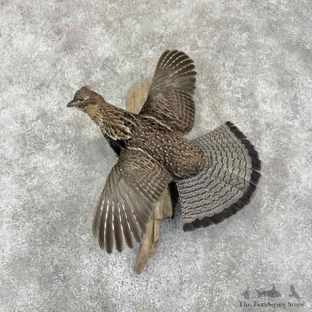 Ruffed Grouse Bird Mount For Sale #31737 @ The Taxidermy Store