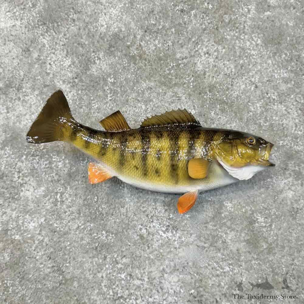 Yellow Perch Fish Mount For Sale #30518 @ The Taxidermy Store