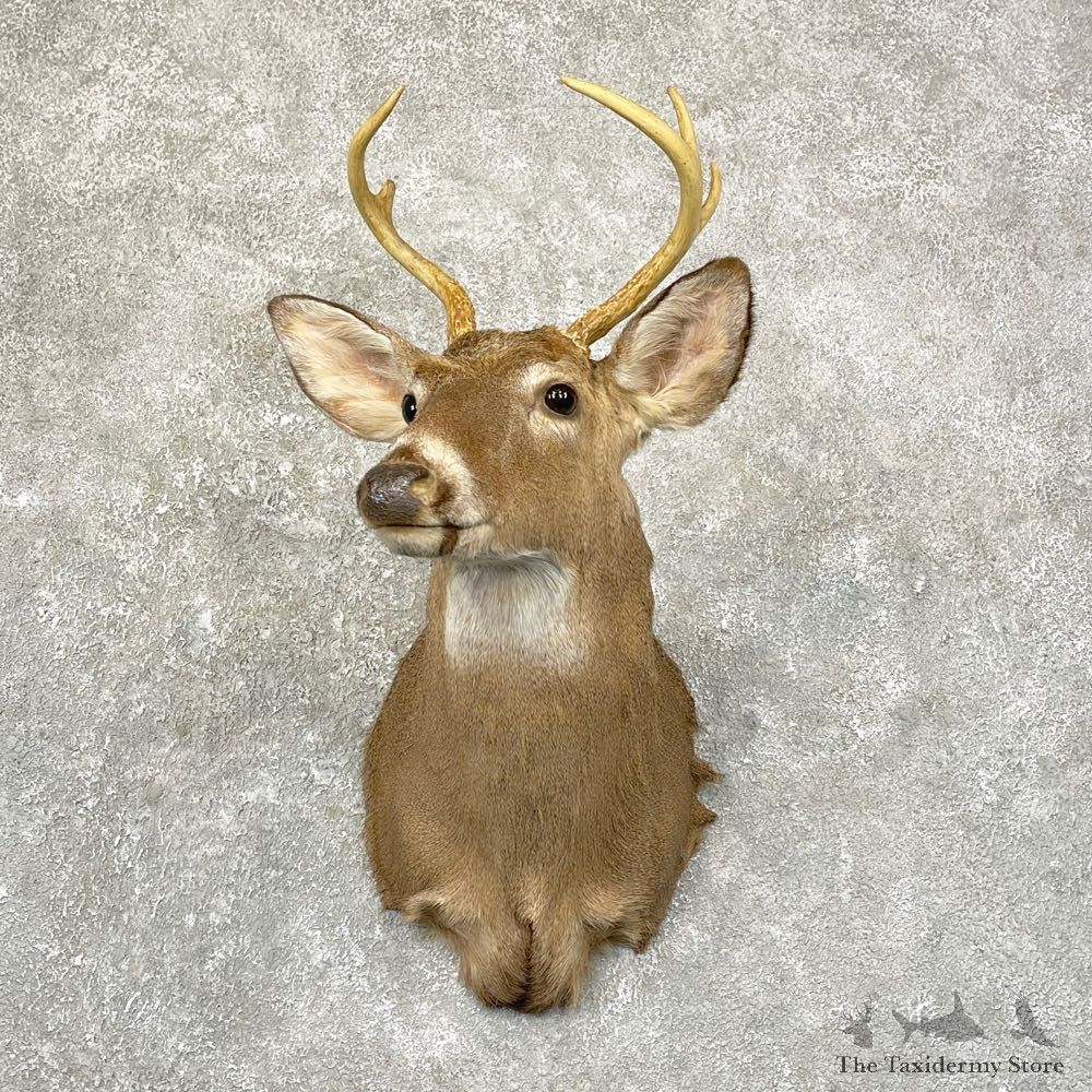 Whitetail Deer Shoulder Mount For Sale #24672 @ The Taxidermy Store