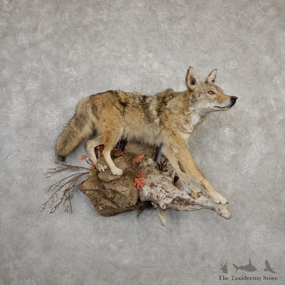 Coyote Life Size Mount #20331 For Sale @ The Taxidermy Store