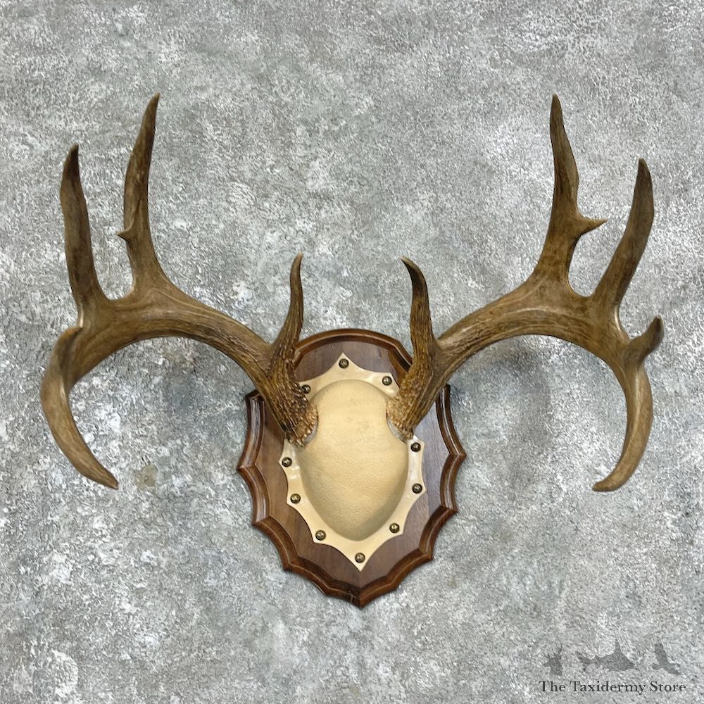Whitetail Deer Antler Plaque Mount For Sale #25880 @ The Taxidermy Store