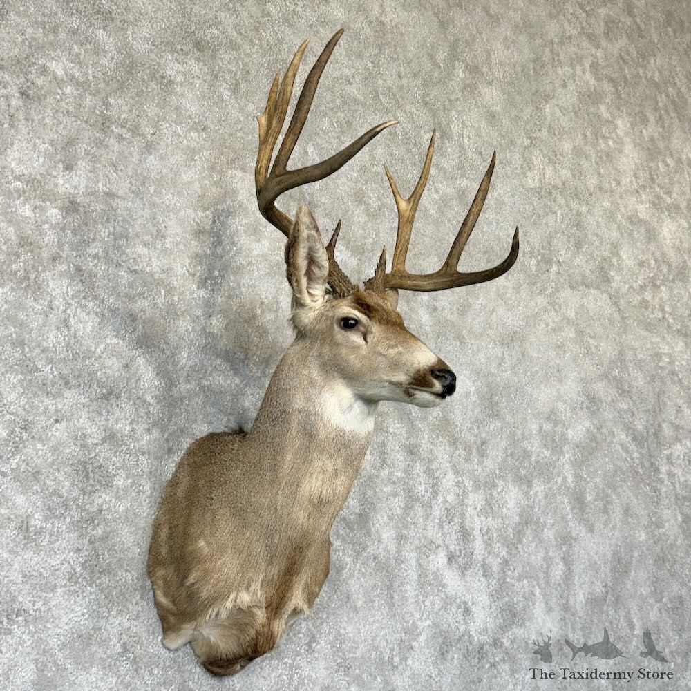 Mule Deer Shoulder Mount For Sale #29157 @ The Taxidermy Store
