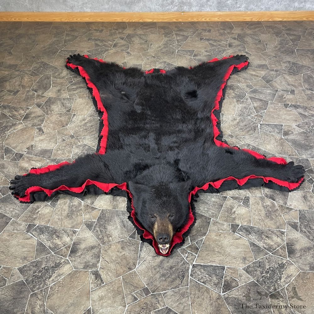 Black Bear Full-Size Rug For Sale #26296 @ The Taxidermy Store