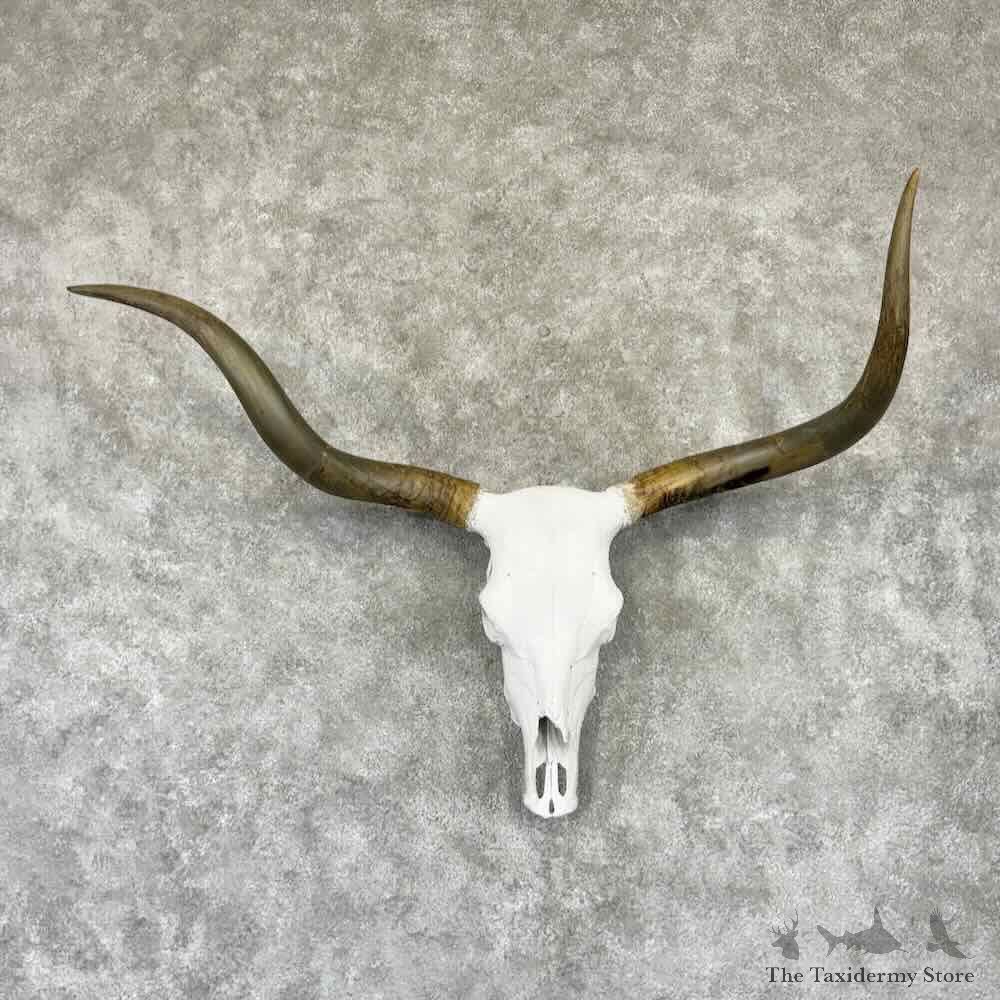 Longhorn Steer Skull European Mount For Sale #32308 @ The Taxidermy Store