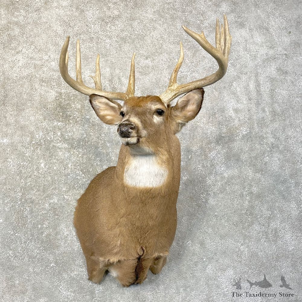 Whitetail Deer Shoulder Taxidermy Mount For Sale #24603 @ The Taxidermy Store