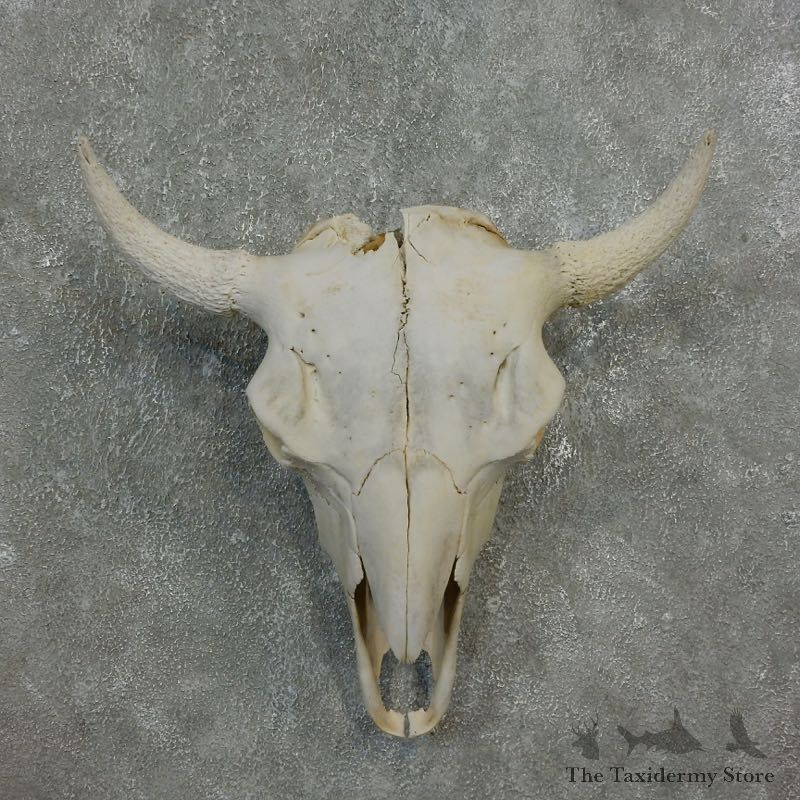 Buffalo Bison Skull Mount For Sale #17677 @ The Taxidermy Store