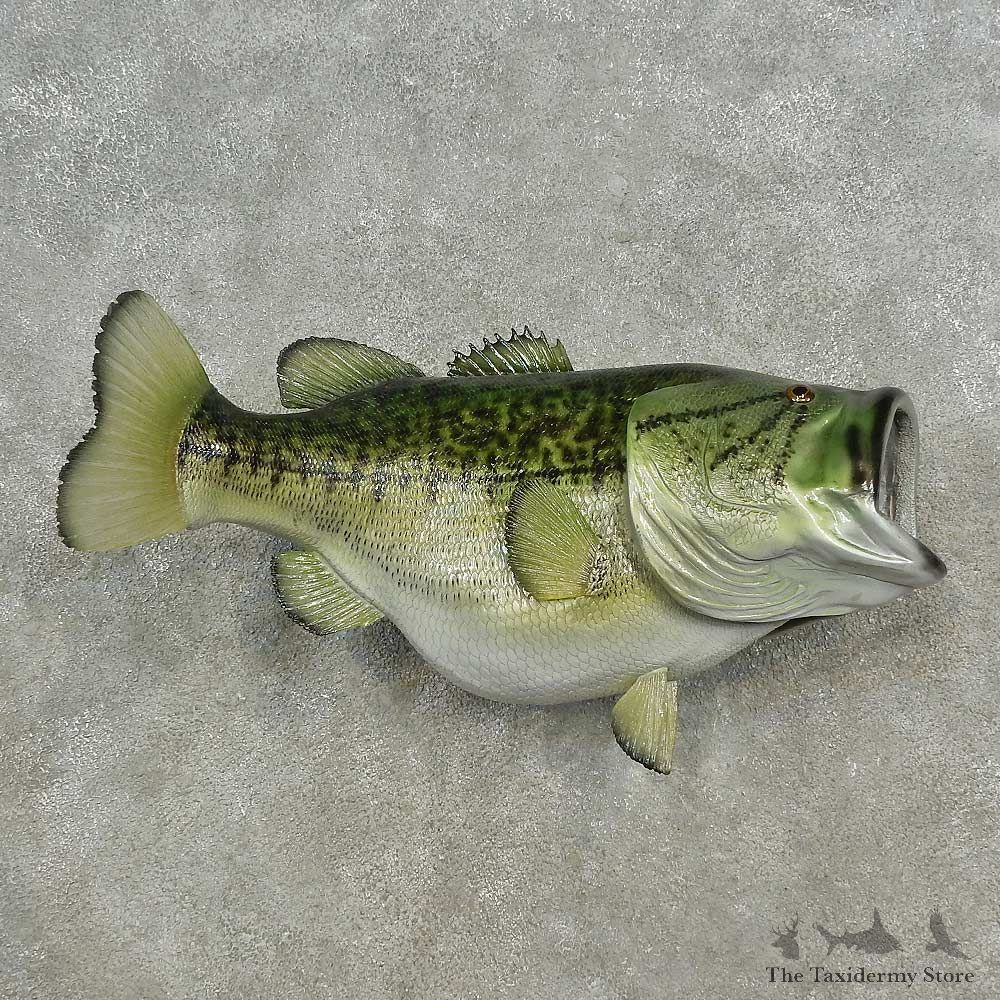 Reproduction Largemouth Bass Fish Mount For Sale #16669 @ The Taxidermy Store