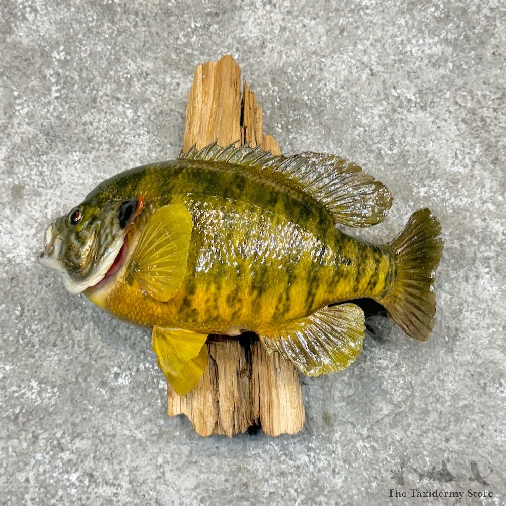 Bluegill Fish Mount For Sale #29275 @ The Taxidermy Store