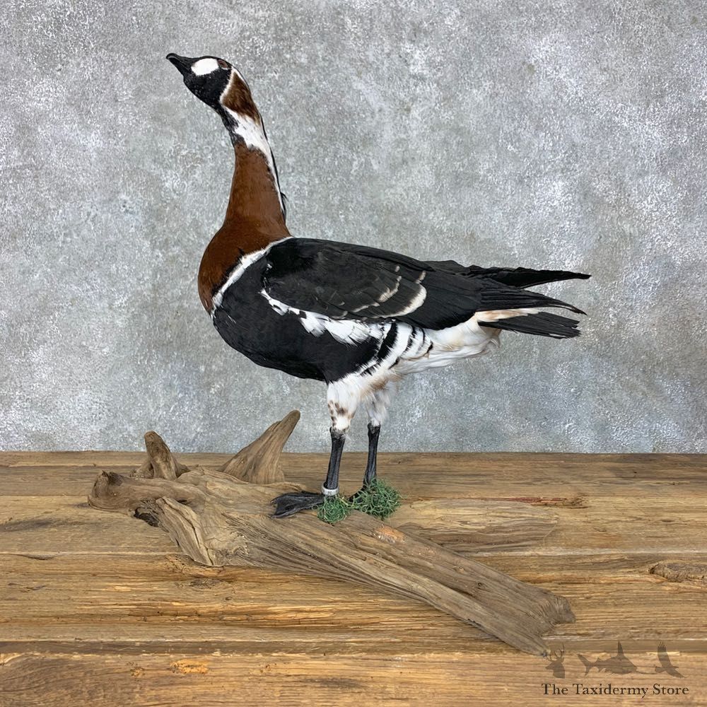 Red Breasted Goose Bird Mount For Sale #23450 @ The Taxidermy Store