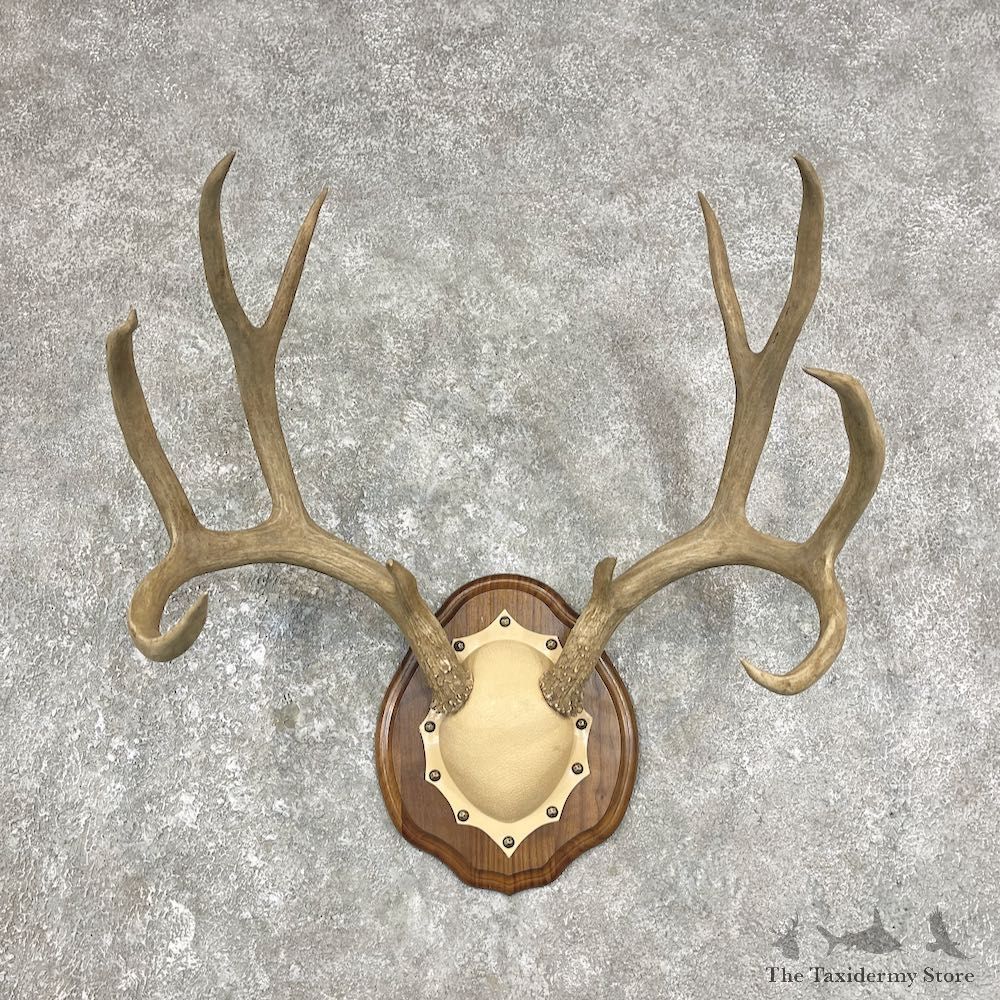 Mule Deer Antler Plaque Mount For Sale #25877 @ The Taxidermy Store