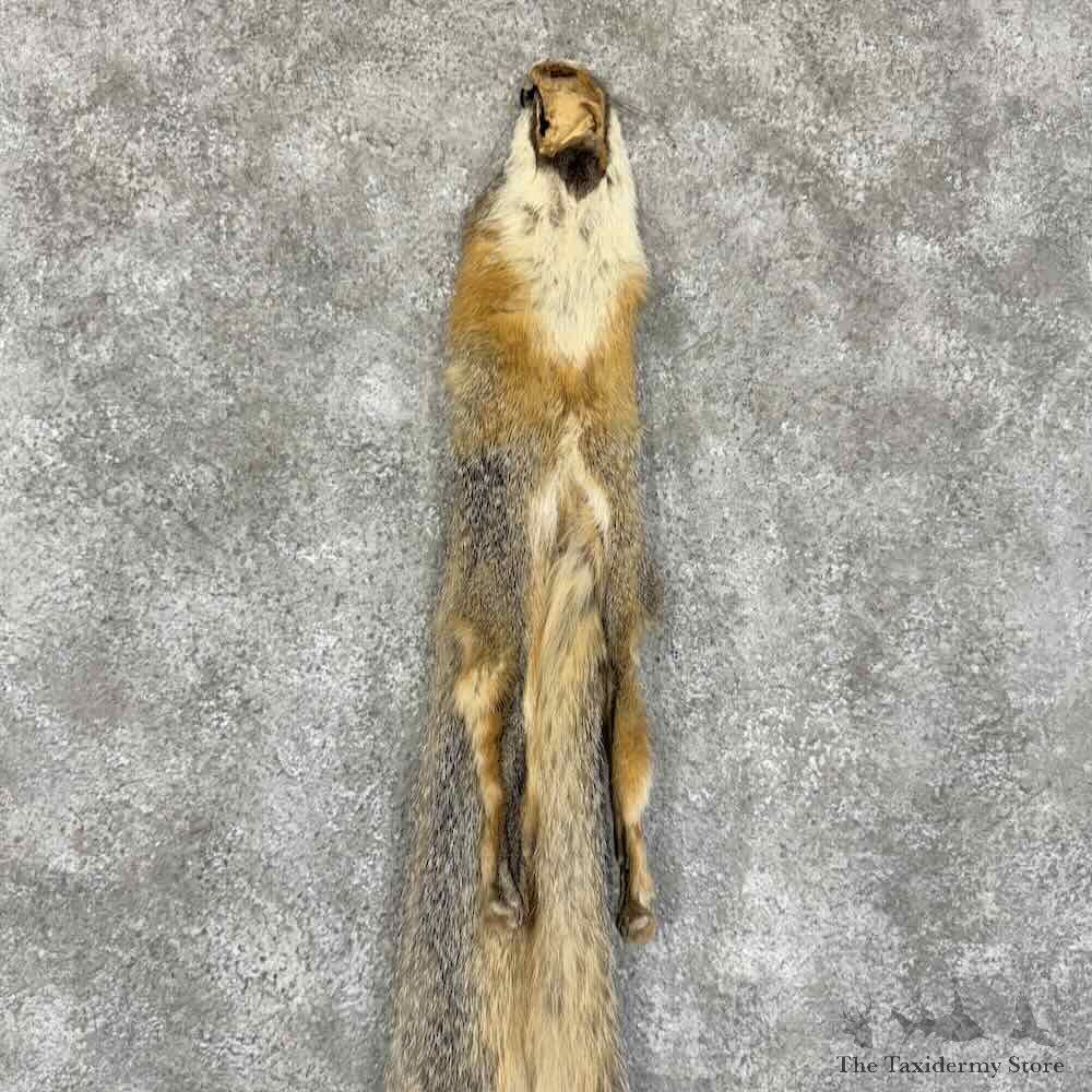 Grey Fox Tanned Hide For Sale #30958 @ The Taxidermy Store