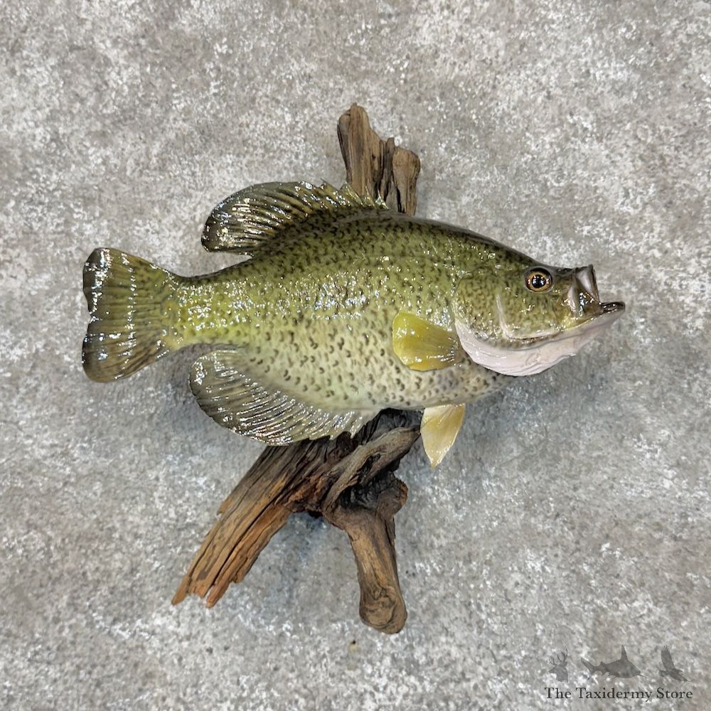 White Crappie Fish Mount For Sale #30117 @ The Taxidermy Store