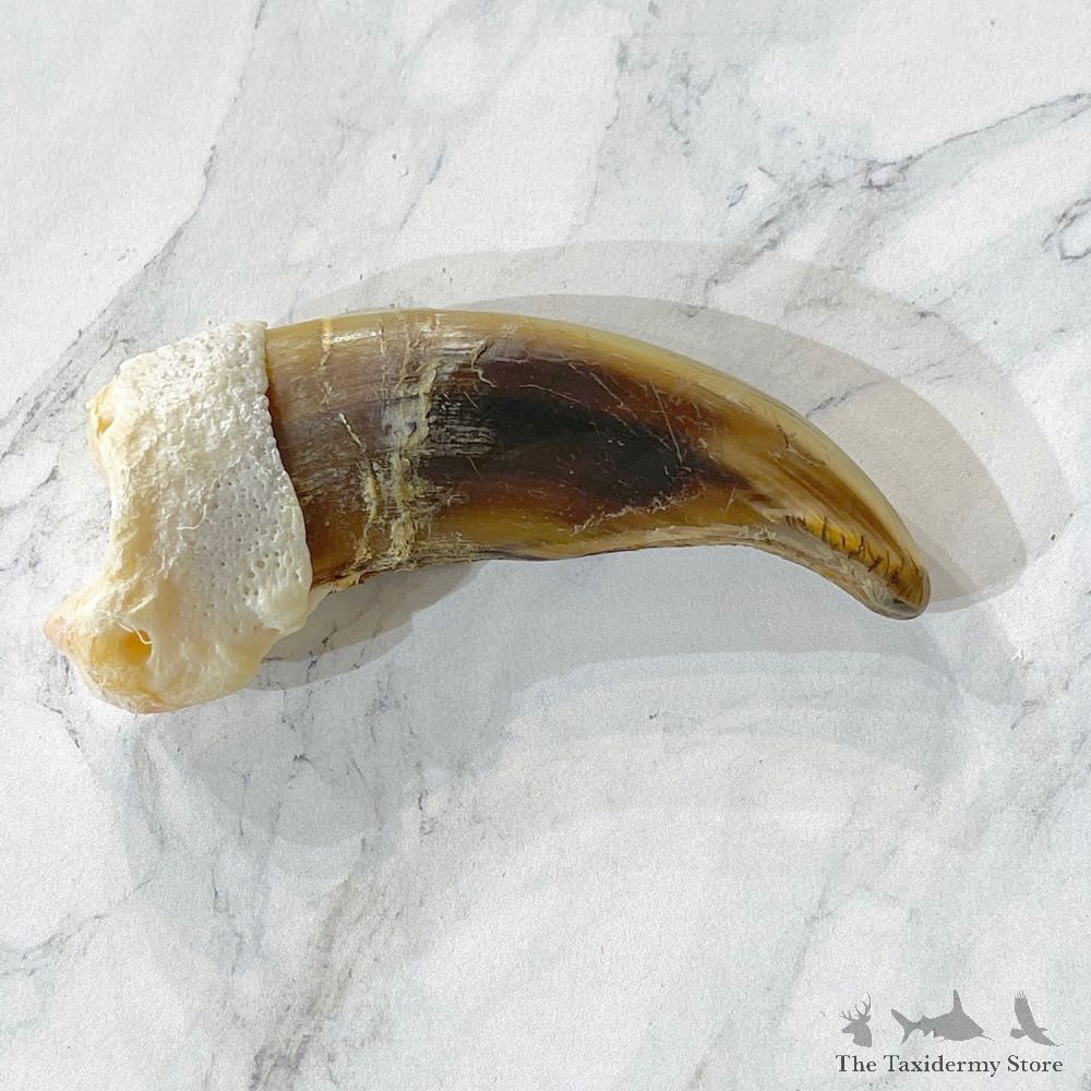 Grizzly Bear Claw For Sale #24865 @ The Taxidermy Store