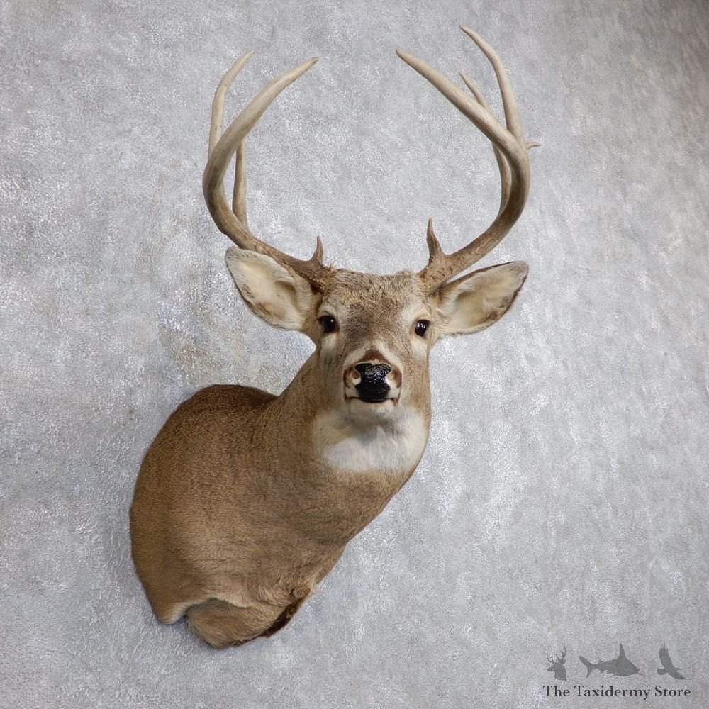 Whitetail Deer Shoulder Mount #18735 For Sale - The Taxidermy Store