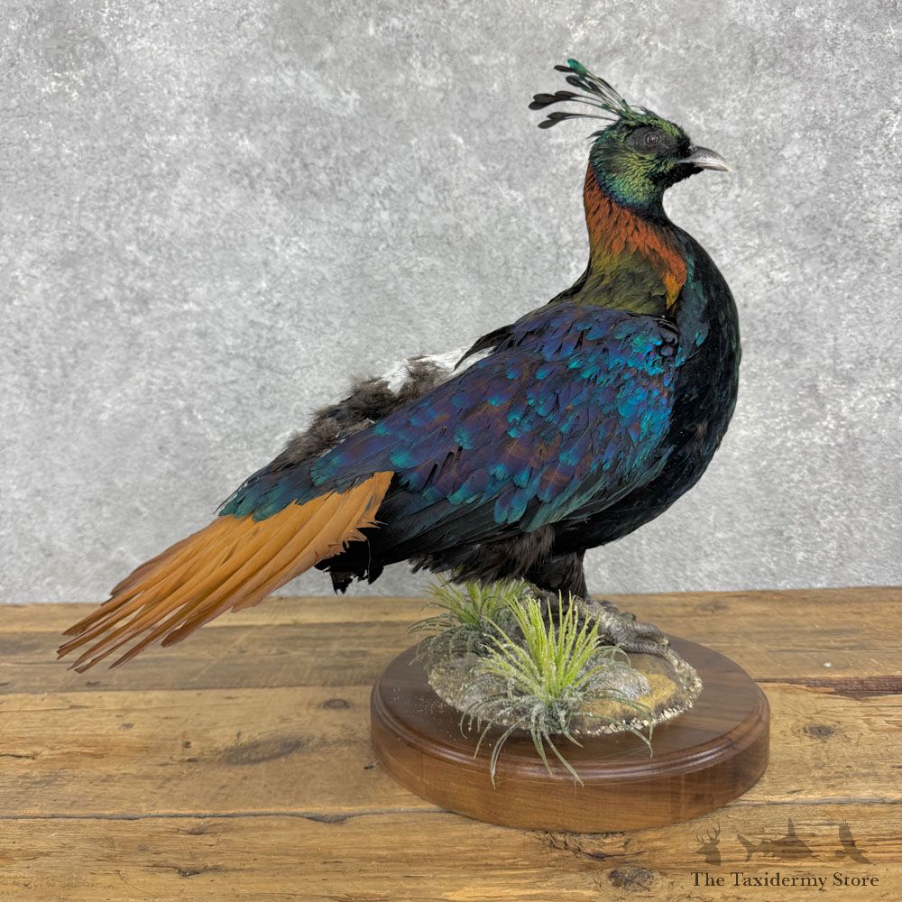 Himalayan Impeyan Monal Pheasant Mount For Sale #32438 @ The Taxidermy Store