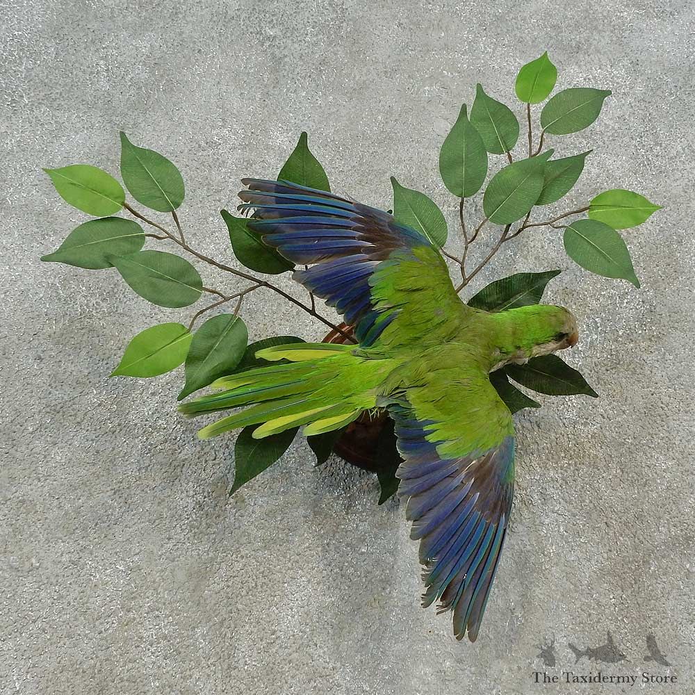 Monk Parakeet Bird Mount For Sale #16648 @ The Taxidermy Store