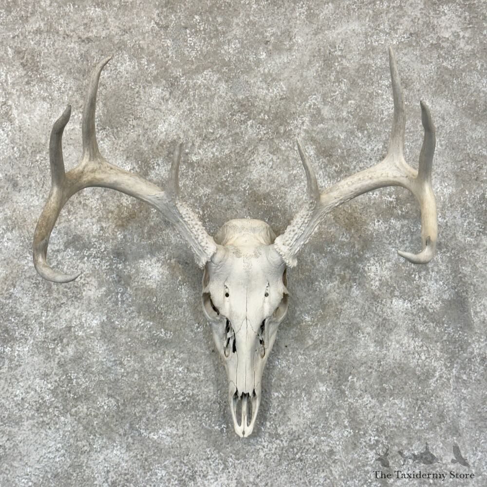Whitetail Deer Skull European Mount For Sale #28790 @ The Taxidermy Store