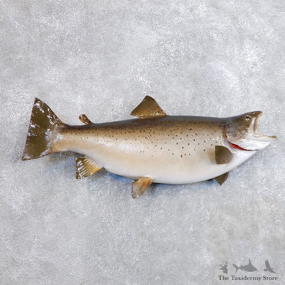 Brown Trout Taxidermy Fish Mount #18695 For Sale @ The Taxidermy Store