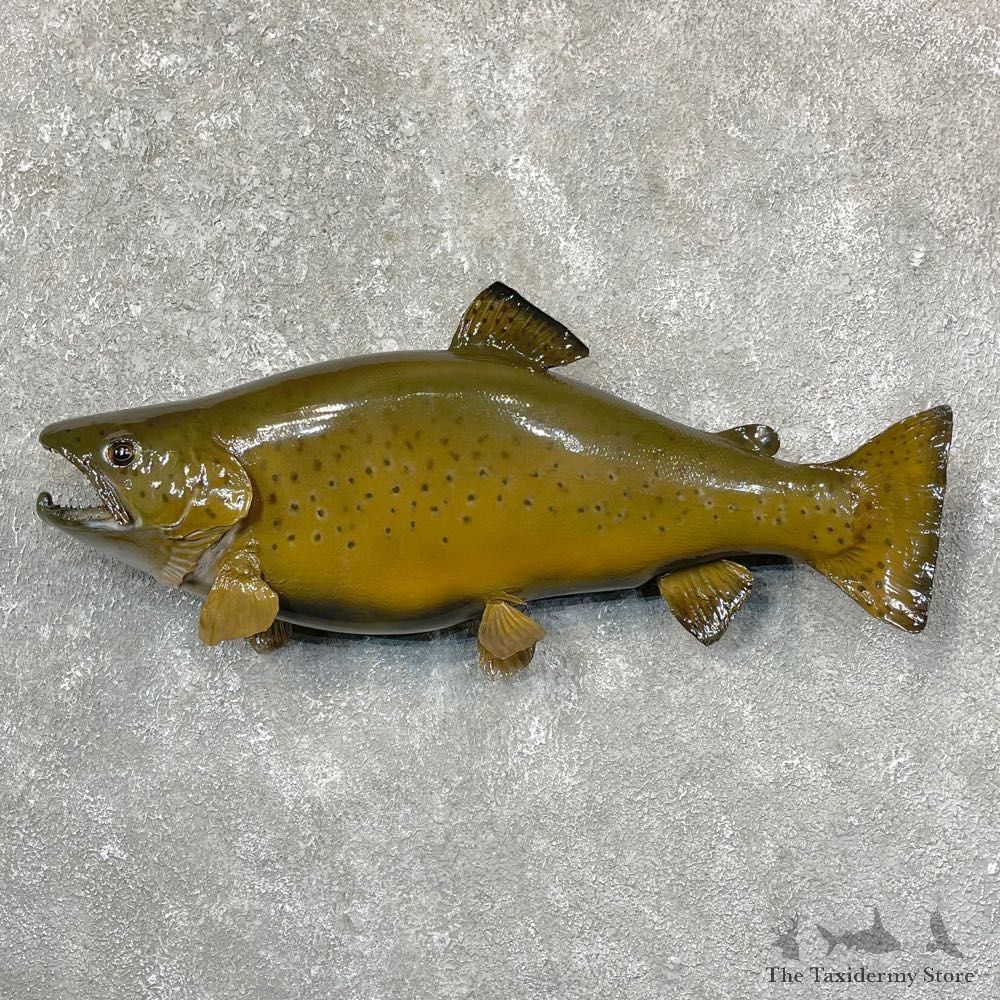 Brown Trout Fish Mount For Sale #24370 @ The Taxidermy Store