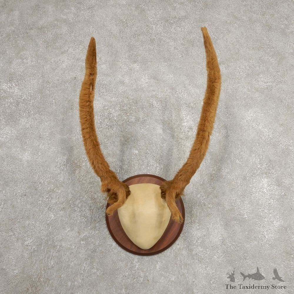 Rocky Mountain Elk Plaque Mount For Sale #20999 @ The Taxidermy Store