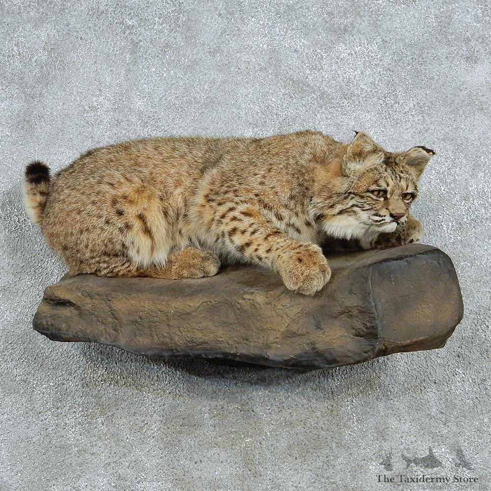 Bobcat Life-Size Wall Mount Taxidermy #13041 For Sale @ The Taxidermy Store