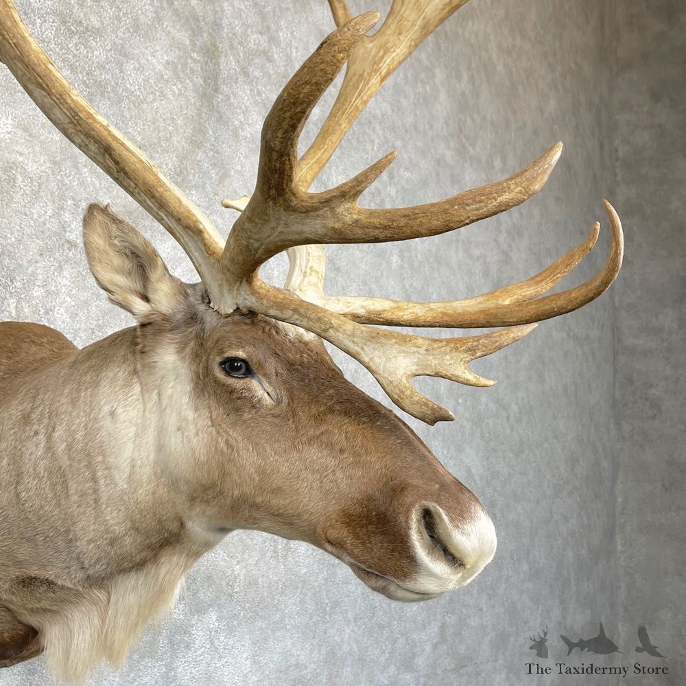 Mountain Caribou Shoulder Mount For Sale #24933 @ The Taxidermy Store
