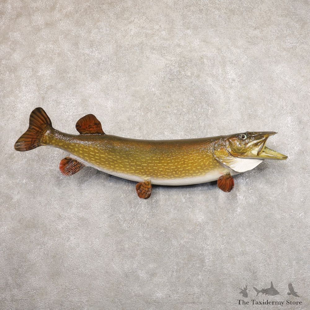Northern Pike Fish Taxidermy Mount For Sale #22208 @ The Taxidermy Store