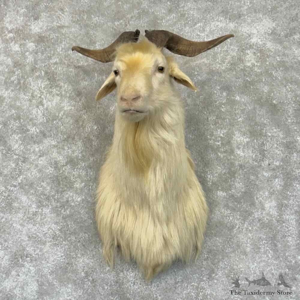 Catalina Goat Shoulder Mount For Sale #30873 @ The Taxidermy Store
