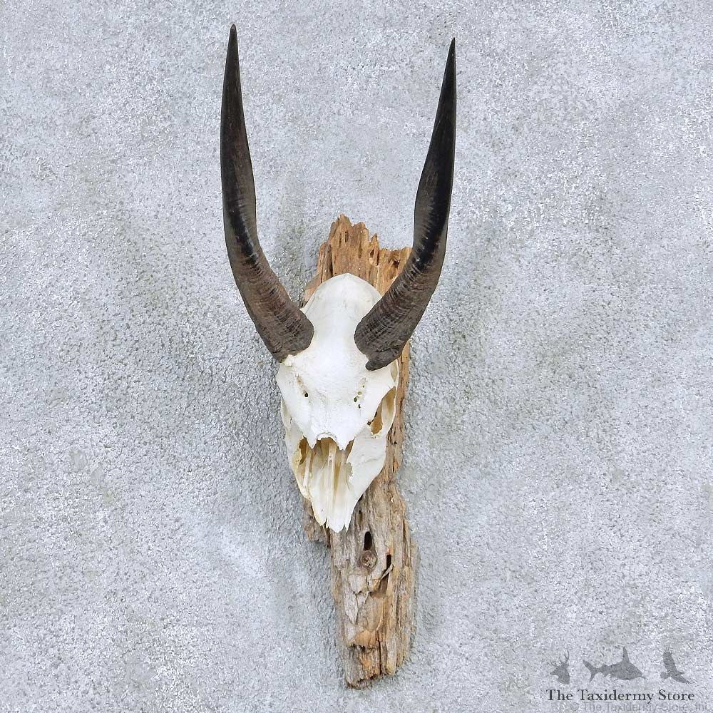 Bushbuck Skull & Horn Mount For Sale #13895 For Sale @ The Taxidermy Store