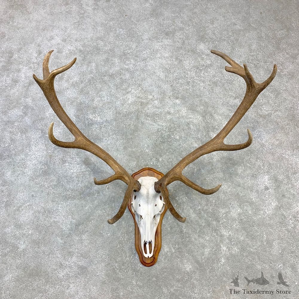Red Deer Stag Skull European Plaque Mount For Sale #23098 @ The Taxidermy Store