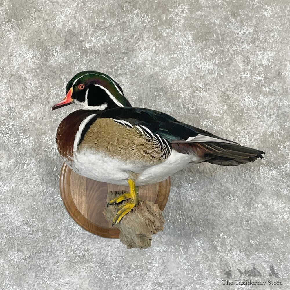 Wood Duck Bird Mount For Sale #28113 @ The Taxidermy Store