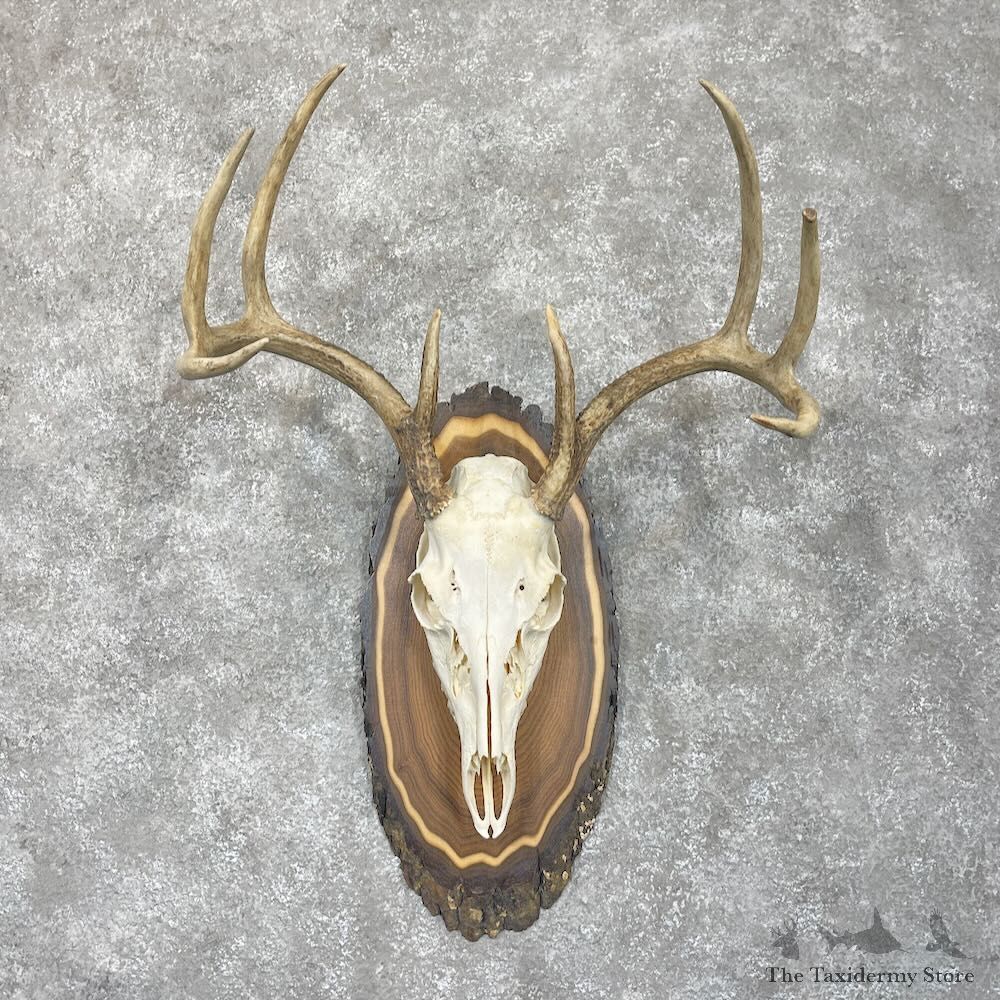 Whitetail Deer Skull European Mount For Sale #28062 @ The Taxidermy Store