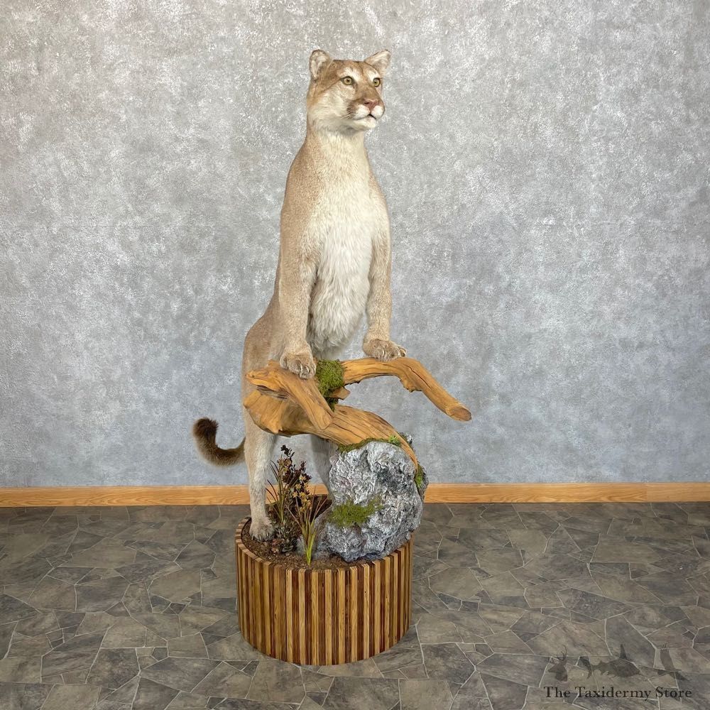 Mountain Lion Life-Size Mount For Sale #24438 @ The Taxidermy Store