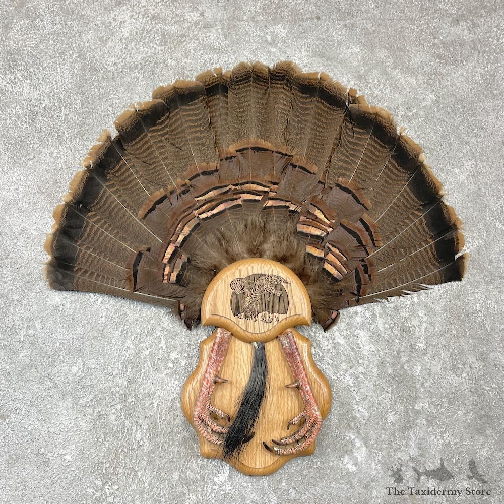 Eastern Wild Turkey Fan For Sale #26157 @ The Taxidermy Store