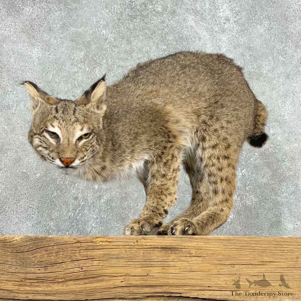 Bobcat Life-Size Mount For Sale #22305 @ The Taxidermy Store
