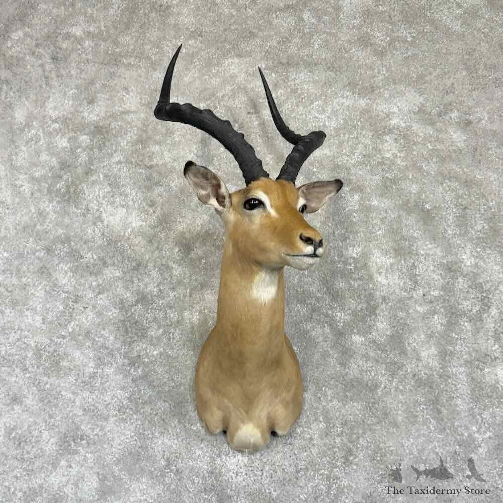 South African Impala Shoulder Mount For Sale #31018 @ The Taxidermy Store