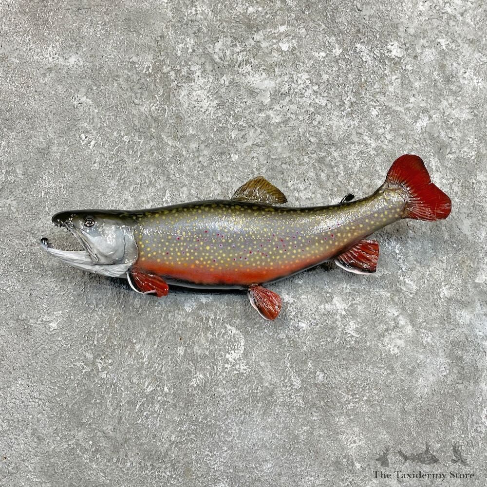 19.5" Brook Trout Fish Mount For Sale #27504 @ The Taxidermy Store