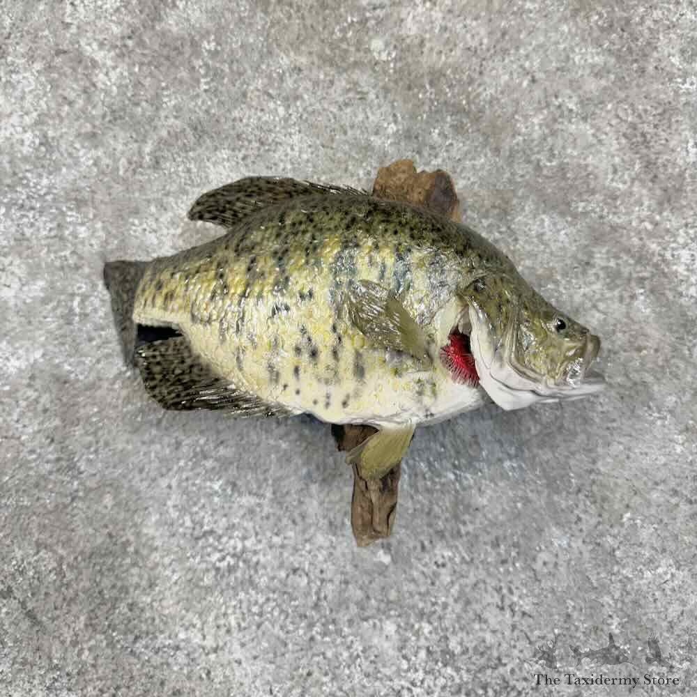 White Crappie Fish Mount For Sale #30774 @ The Taxidermy Store