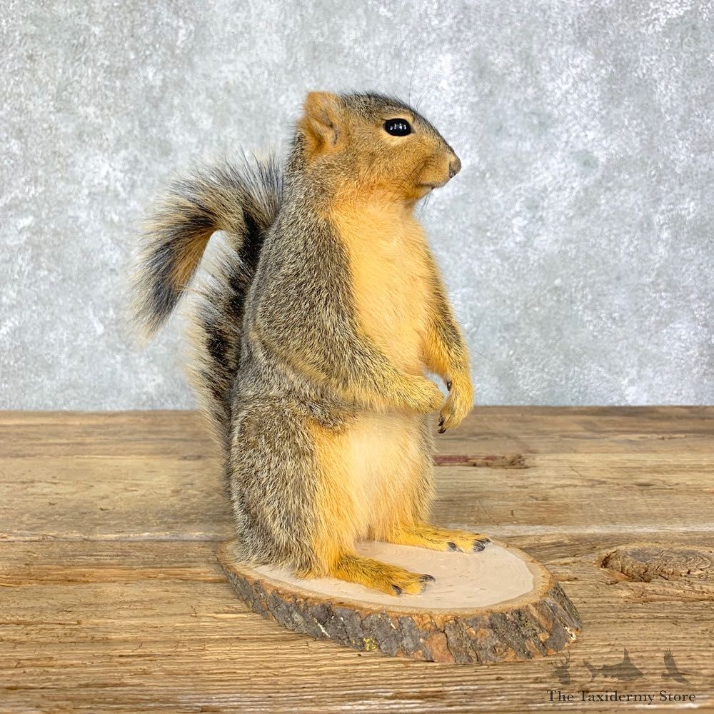 Fox Squirrel Mount For Sale #21681 @ The Taxidermy Store